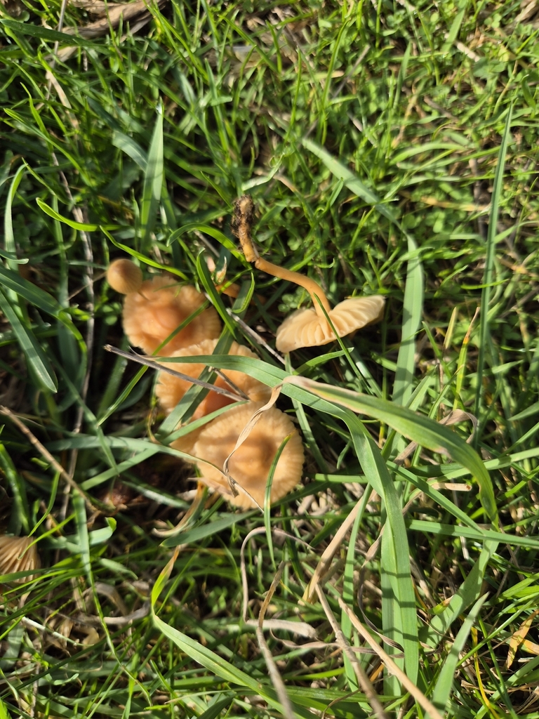 Marasmius oreades · May 2025 · photo: © rempson (iNaturalist, cc-by)