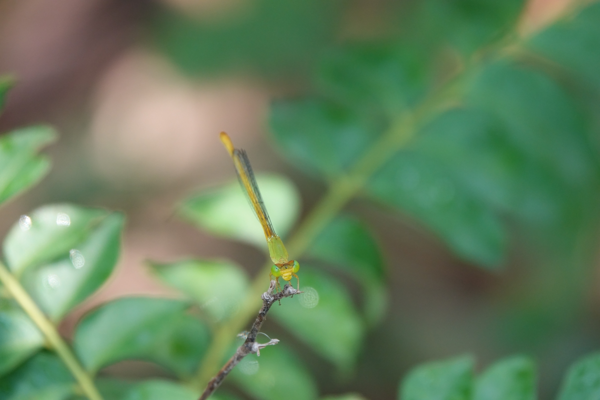 Coromandel Marsh Dart