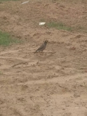 Acridotheres tristis