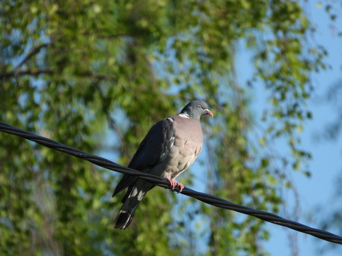 Paloma torcaz (Columba palumbus)