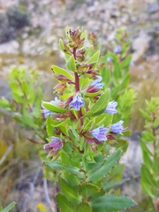 Lobostemon laevigatus