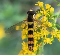 Sphaerophoria scripta