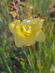 Gladiolus pritzelii