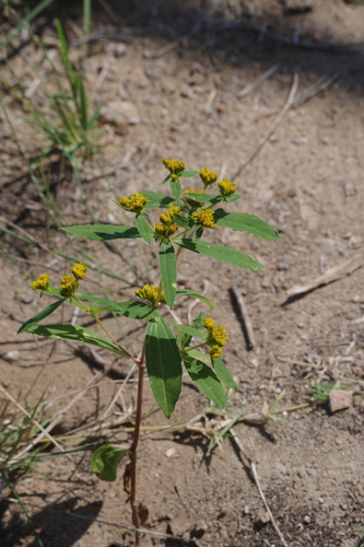 Flaveria bidentis iNat (1)