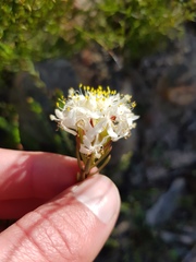 Lachnaea naviculifolia