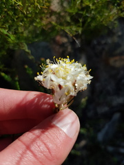 Lachnaea naviculifolia