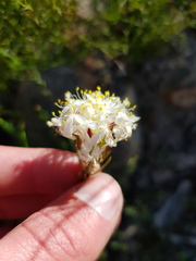 Lachnaea naviculifolia