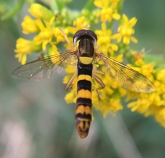 Sphaerophoria scripta