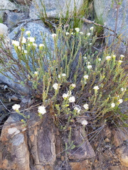 Lachnaea naviculifolia