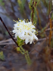 Lachnaea naviculifolia
