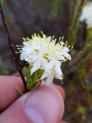 Lachnaea naviculifolia