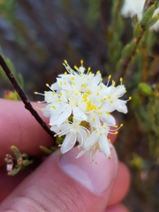 Lachnaea naviculifolia