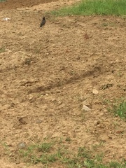 Acridotheres tristis