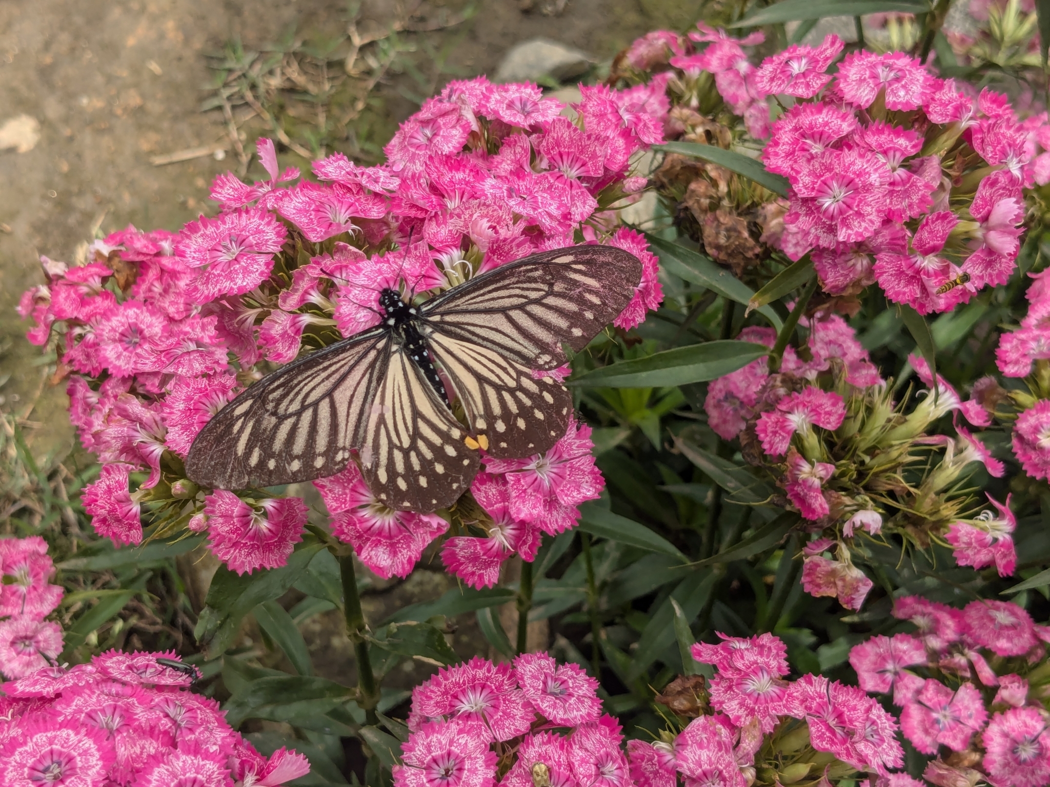 Lesser Mime
