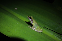 Chalcorana parvaccola