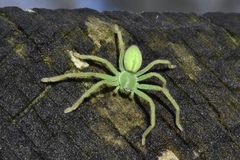 Neosparassus patellatus