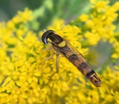 Sphaerophoria scripta