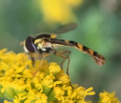 Sphaerophoria scripta