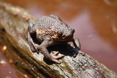Pseudobufo subasper