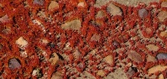 Crassula aphylla