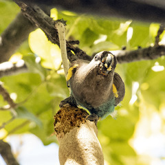 Poicephalus meyeri damarensis