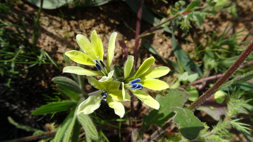 Babiana odorata
