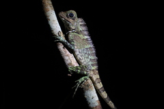 Gonocephalus liogaster