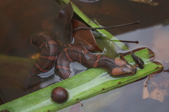 Homalopsis buccata