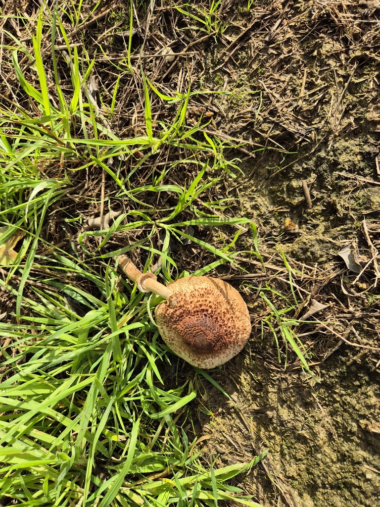 Macrolepiota clelandii · May 2025 · photo: © rempson (iNaturalist, cc-by)
