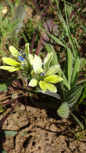 Image of Babiana odorata by (c) Paul Emms, some rights reserved (CC BY-SA)