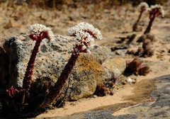 Crassula alpestris