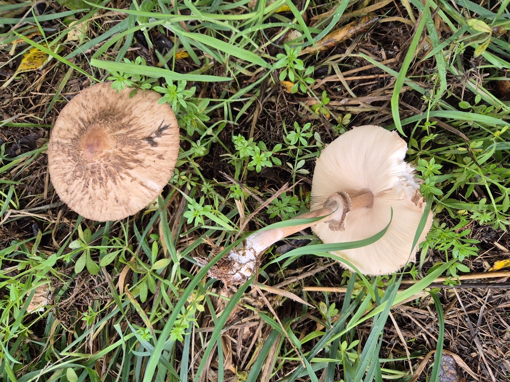 Macrolepiota clelandii · May 2025 · photo: © rempson (iNaturalist, cc-by)