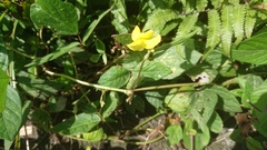 Vigna reflexopilosa