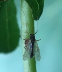 Polypedilum nubeculosum