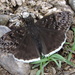 Mournful Duskywing - Photo (c) Sam Kieschnick, some rights reserved (CC BY), uploaded by Sam Kieschnick
