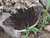 Mournful Duskywing - Photo (c) Sam Kieschnick, some rights reserved (CC BY), uploaded by Sam Kieschnick
