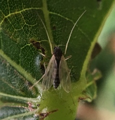 Polypedilum nubeculosum