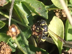 Parancistrocerus declivatus