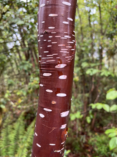 Himalayan Birch