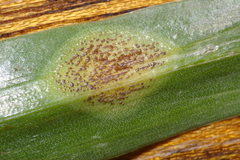 Uromyces hyacinthi