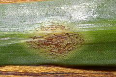 Uromyces hyacinthi