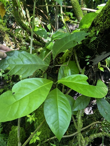 Oxera amicorum observed 2025-05-20