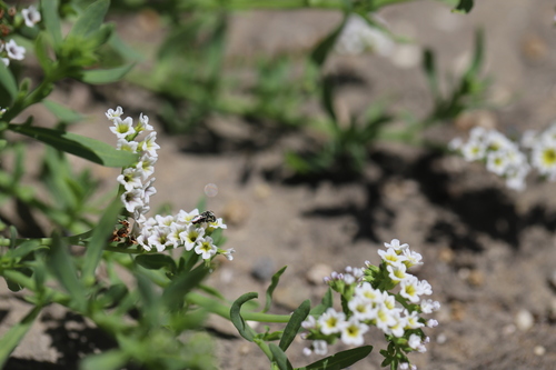 iNaturalist observation photo of Heliotrope Fairy Bee