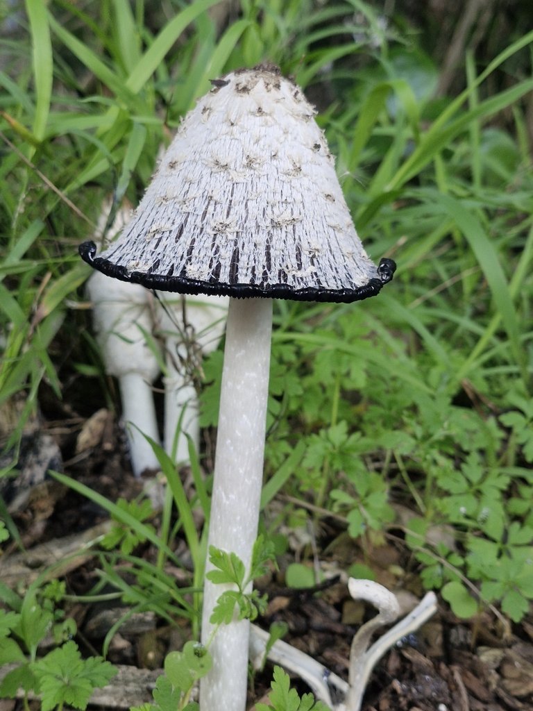 Coprinus comatus · May 2025 · photo: © rishud (iNaturalist, cc-by)