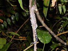 Cyrtodactylus majulah