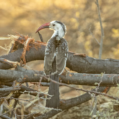 Tockus damarensis