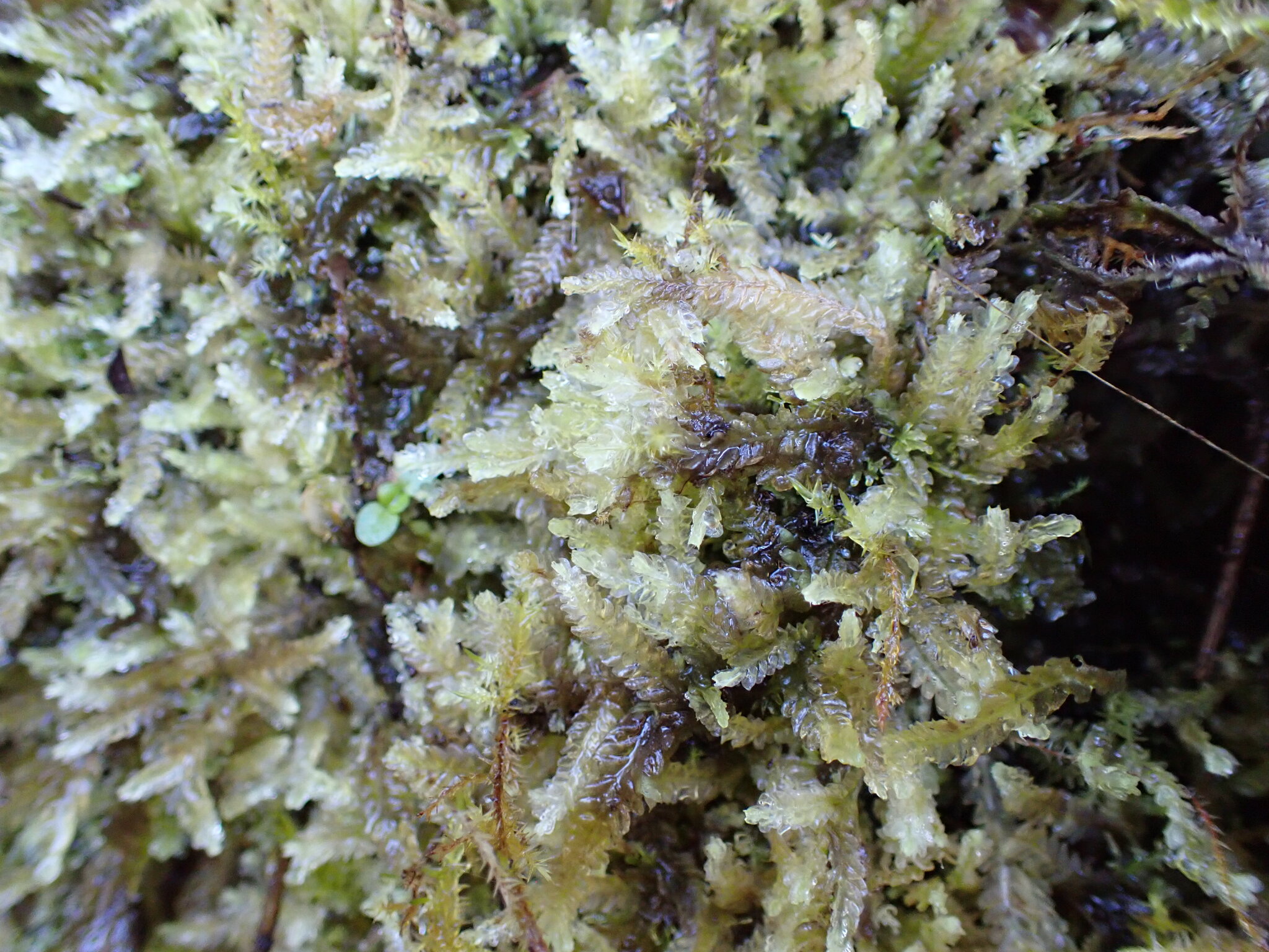 Heteroscyphus polycladus