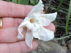 Mandevilla macrosiphon