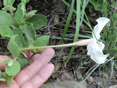 Mandevilla macrosiphon