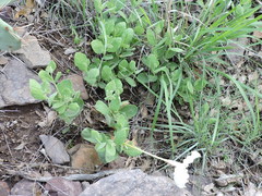 Mandevilla macrosiphon